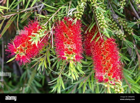 bottle brush flowers  seafront promenade riva nazario sauro