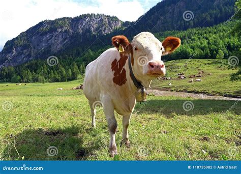 A Young Curious White Red Simmental Cattle With Cowbells In The