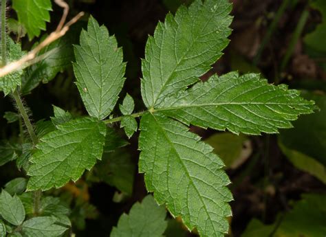 Agrimonia gryposepala (Common agrimony)