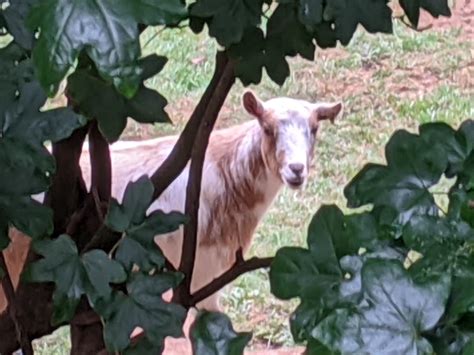 The neighbors go peeking at me through the bushes 😁 : r/Awww