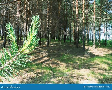 Coniferous Wood Stock Image Image Of Foliage Forest