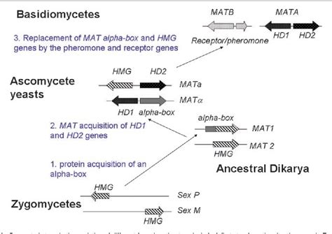 Figure 1 From Fungal Sex Genes Searching For The Ancestors Semantic