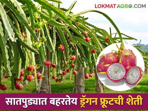 Dragon Fruit Farming बारावीपर्यंत शिक्षण शेतीत ड्रॅगन फ्रुटचा प्रयोग आता लाखोंचं उत्पन्न