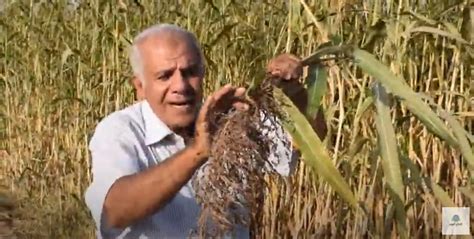 بالفيديو زراعة حشيشة السودان بهدف الإكثار الفلاح اليوم