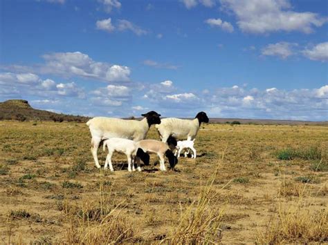 Raad Oor Vuilbek By Skape Landbou