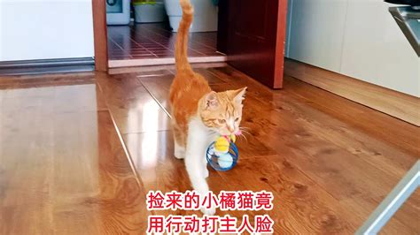 捡来的小橘猫玩各种玩具尽显聪明，主人猛夸它，转眼就被它打脸 Youtube