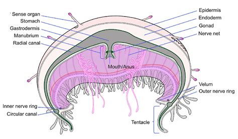 Classroom Poster Anatomy the Jellyfish 40 Inches Wide by 27 Inches High ...