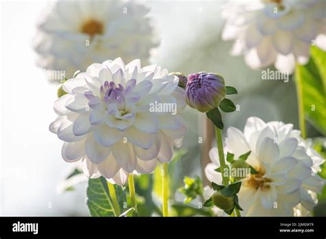 Dahlie Eveline Dahlia Hi Res Stock Photography And Images Alamy