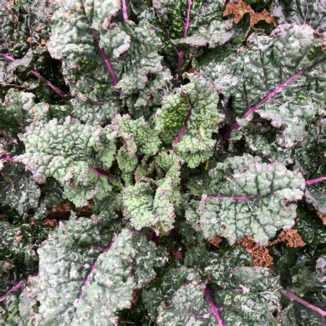 kale tuscan rainbow organic vital seeds