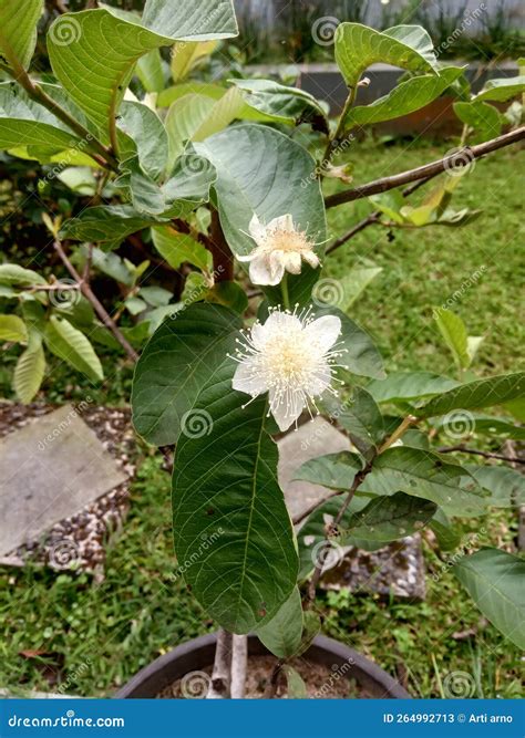 Flower of guava tree stock image. Image of herb, garden - 264992713