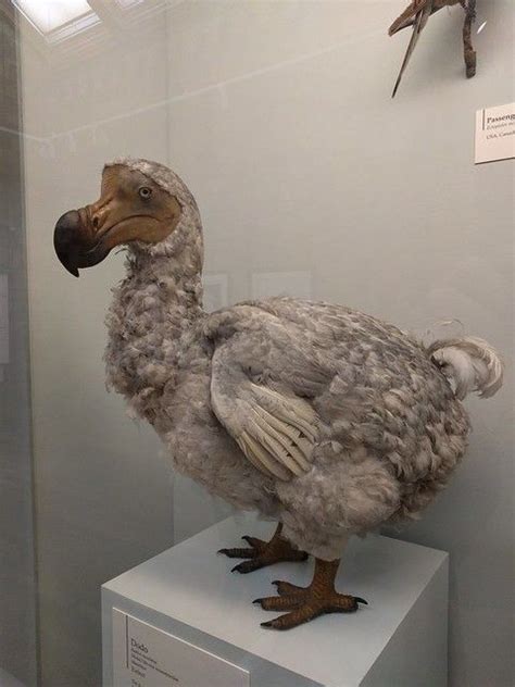 Dodo Bird at the Natural History Museum in London in 2024 | Weird birds ...