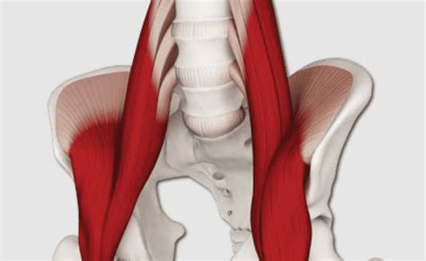 Iliopsoas Psoas Major Muscle Rectus Femoris Muscle Thoracic Otosection