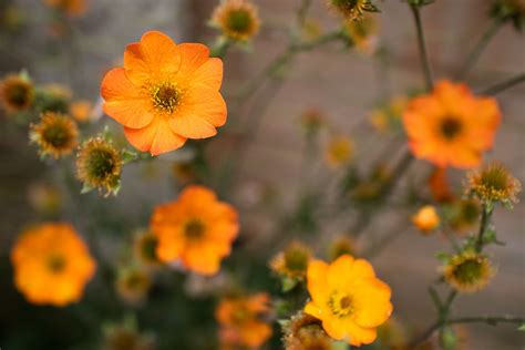 Growing Geums A Complete Guide — Meadowlark Journal