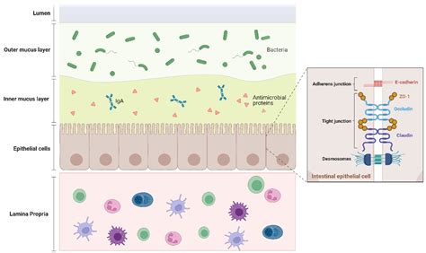 Guardians Of Intestinal Homeostasis Focus On Intestinal Epithelial Cells