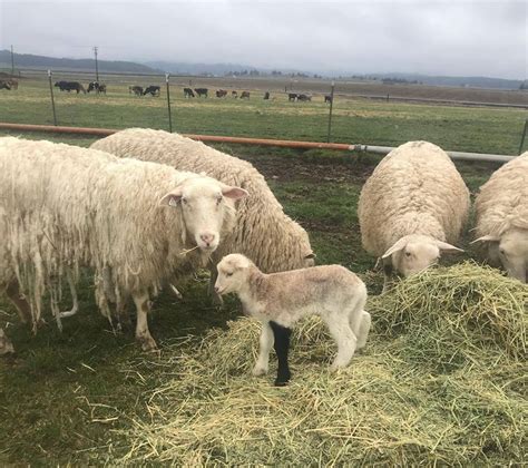 120 Windy Acres Sheep Farm To Consumer Legal Defense Fund