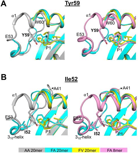 Figure 3 From Unusual Crystal Structures Of Mhc Class I Complexes