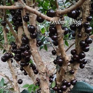 Jual Pohon Anggur Brasil Jaboticaba Preco Berbuah Full Tinggi 2 Meter