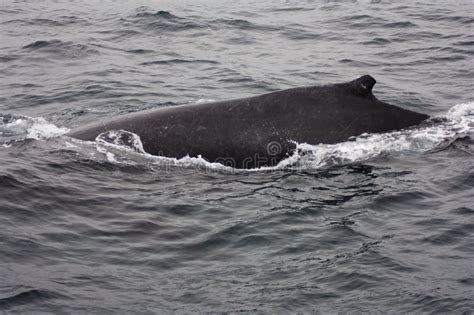 Humpback Whale Swimming In Monterey Bay California Stock Photo Image