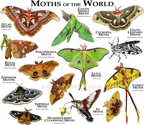 Moths of the World by rogerdhall on DeviantArt