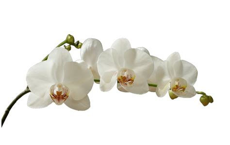 White Orchid Png Transparent No Background Orchid Catalog