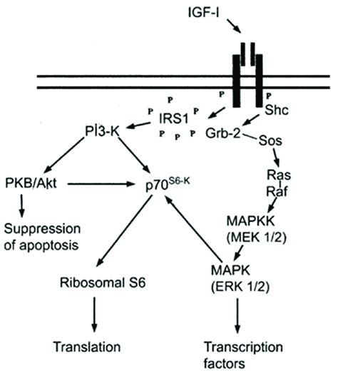 Diagram Showing The Intracellular Signaling Pathway Of Igf1 Download Scientific Diagram