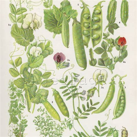 Vintage Botanical Print Vegetable Illustration Food By Agedpage