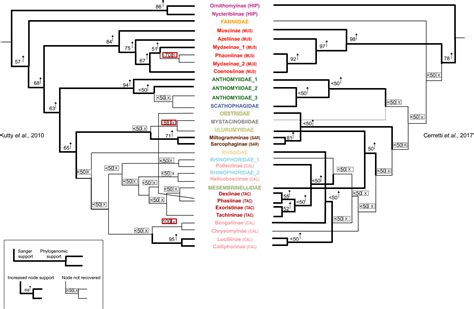 Phylogenomic Analysis Of Calyptratae Resolving The Phylogenetic