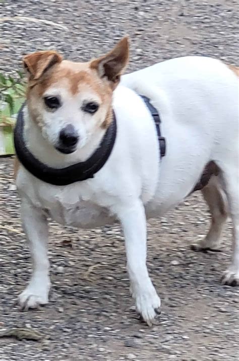 Compassionate Services at Lyerly Pet Cremations and Memorials 37