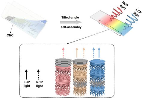 Frontiers Lateral Gradient Ambidextrous Optical Reflection In Self