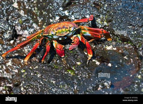 Galapagos Islands Ecuador Sally Lightfoot Crab Grapsus Grapsus