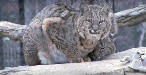 Forest Biome Is At The Heart Of The Cosley Zoo Expansion Plans Blooloop