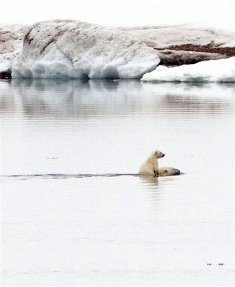 Polar bears | MATTHEW'S ISLAND