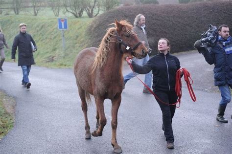 Une vingtaine de chevaux saisis après la condamnation d un éleveur