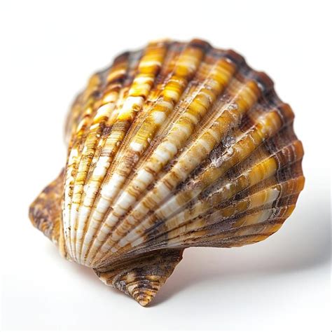 Premium Photo Seashell Isolated On White Background