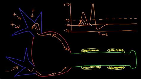 Top 182 + Neuron action potential animation - Lifewithvernonhoward.com