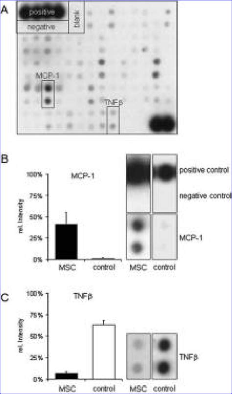 A A Typical Secretion Profile Of Mscs Using The Cytokine Array Download Scientific Diagram