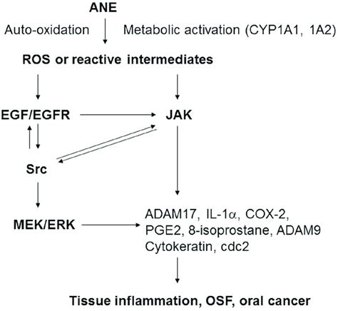 The Signaling Mechanism Of ANE Induced Molecular Changes ADAM17