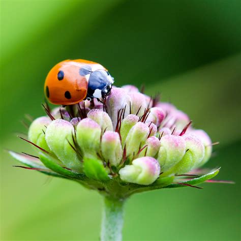 Kostenlose Foto Natur Fotografie Blume Bl Tenblatt Tier Gr N