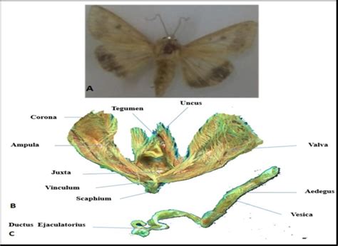 Adult Of Helicoverpa Armigera Complete Body View B Male Genitalia Of