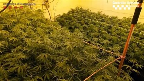 Los Mossos hallan una plantación y punto de venta de marihuana en un