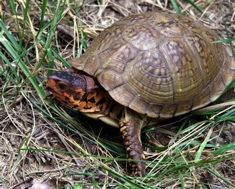 Baby Turtle Pictures Of Turtles For Sale Box Turtle Picture Box Turtle