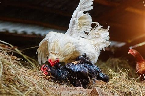 How Do Chickens Mate The Complete Guide Chickens And More