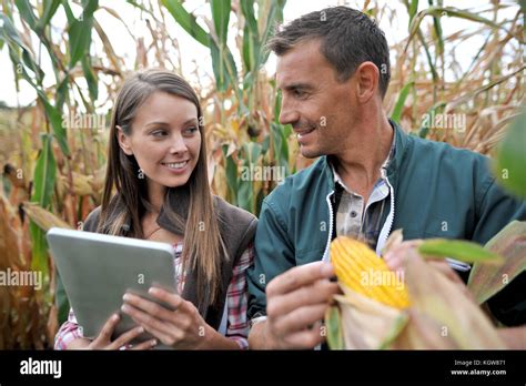 Farmers In Cornfield Using Electronic Tablet Stock Photo Alamy