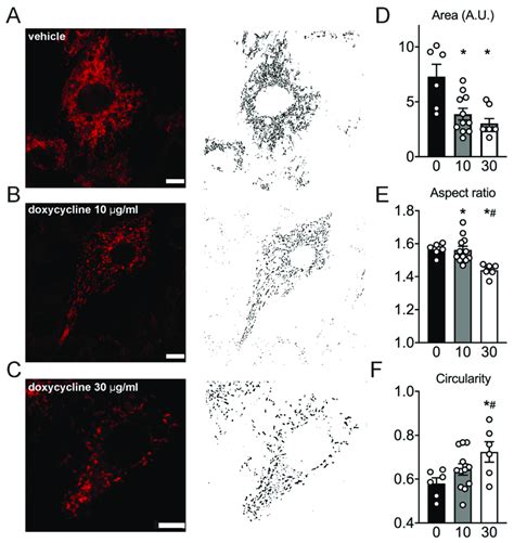 Mitochondria Appear More Fragmented In Doxycycline Treated H9c2 Cells