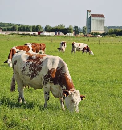 Commandez vos volailles festives à la boutique du lycée agricole de