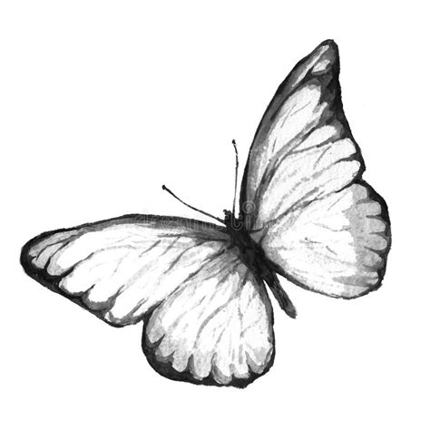 Dessin Noir Et Blanc De Papillon Illustration De Vecteur Illustration