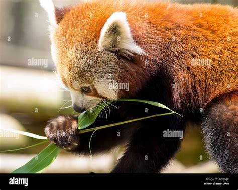 Panda rojo comiendo fotografías e imágenes de alta resolución - Alamy