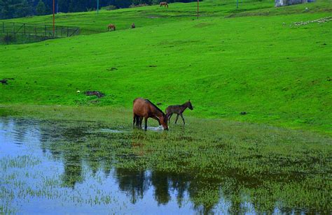 Yusmarg Valley (7,861 ft.), Kashmir - FabHotels