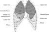 Respiratory Examination Questions Oxford Medical Education