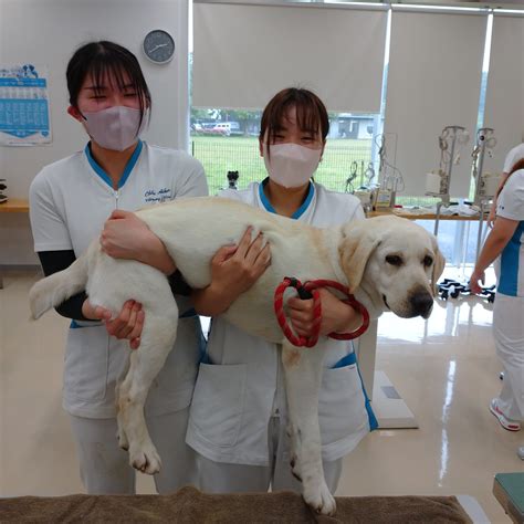 見習い愛玩動物看護師奮闘記～2年生 大型犬の保定について～ ちば愛犬動物フラワー学園